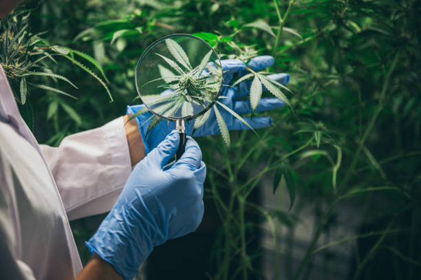 Increased tax revenue and job creation in the cannabis industry