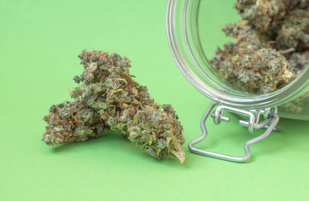 Discover the Untapped Potential of Florida's Economy with Cannabis Legalization