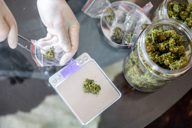 The Surprising Ways Cannabis Legalization is Boosting Florida's Economy